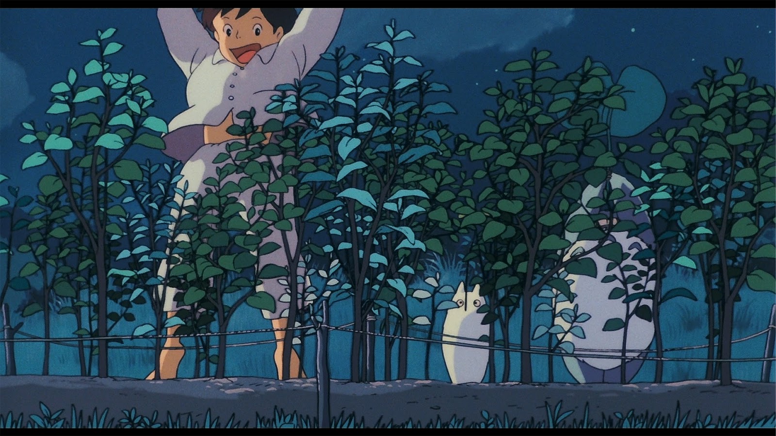 Faire pousser les graines offertes par Totoro